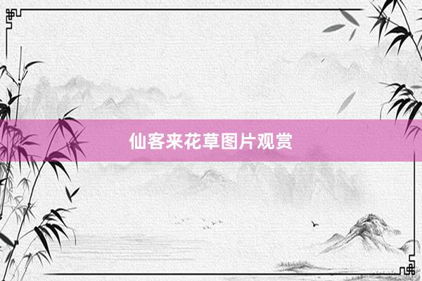 仙客来花草图片观赏